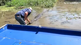 CROCODILE FUNNY VIDEO COMPILATION