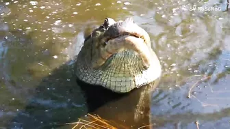 CROCODILE FUNNY VIDEO COMPILATION