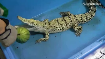 CROCODILE FUNNY VIDEO COMPILATION