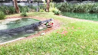 CROCODILE FUNNY VIDEO COMPILATION