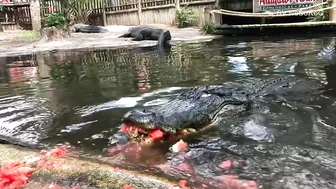 CROCODILE FUNNY VIDEO COMPILATION