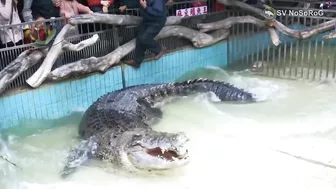 CROCODILE FUNNY VIDEO COMPILATION