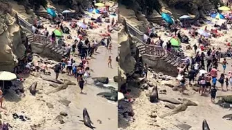 Sea Lions Chasing People Off Beach