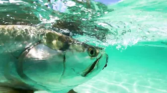 BUCKET LIST FISHING ADVENTURES: GIANT TARPON ON THE BEACH