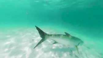 BUCKET LIST FISHING ADVENTURES: GIANT TARPON ON THE BEACH