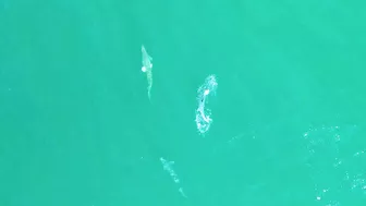 BUCKET LIST FISHING ADVENTURES: GIANT TARPON ON THE BEACH