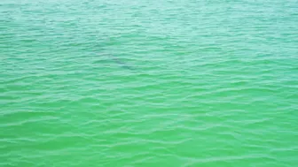 BUCKET LIST FISHING ADVENTURES: GIANT TARPON ON THE BEACH