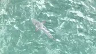 Drone spots shark in water off Long Beach