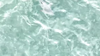 Drone spots shark in water off Long Beach