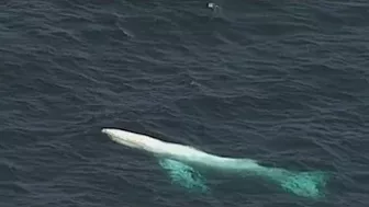 Whale washes up on beach in eastern Victoria prompting fears from marine experts