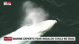 Whale washes up on beach in eastern Victoria prompting fears from marine experts