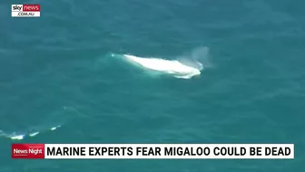 Whale washes up on beach in eastern Victoria prompting fears from marine experts