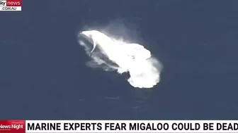 Whale washes up on beach in eastern Victoria prompting fears from marine experts