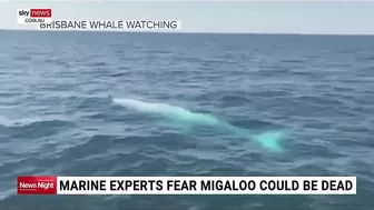 Whale washes up on beach in eastern Victoria prompting fears from marine experts