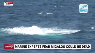 Whale washes up on beach in eastern Victoria prompting fears from marine experts