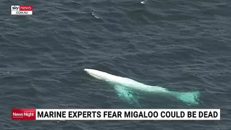 Whale washes up on beach in eastern Victoria prompting fears from marine experts