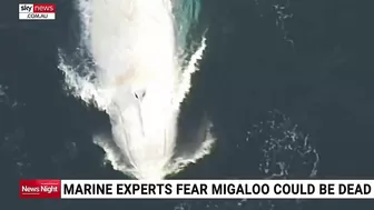 Whale washes up on beach in eastern Victoria prompting fears from marine experts