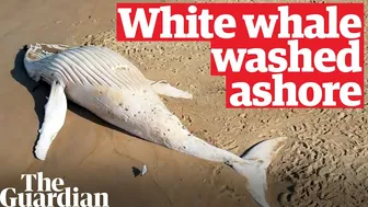 Drone footage of white whale washed up on remote Australian beach