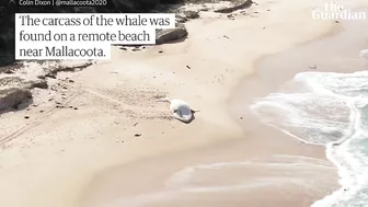 Drone footage of white whale washed up on remote Australian beach