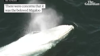 Drone footage of white whale washed up on remote Australian beach