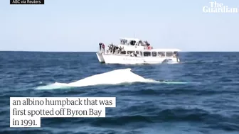 Drone footage of white whale washed up on remote Australian beach