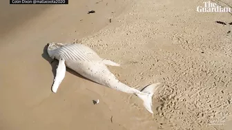 Drone footage of white whale washed up on remote Australian beach