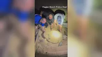 Trapped sea turtle rescued on Florida beach by police officers