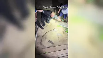 Trapped sea turtle rescued on Florida beach by police officers