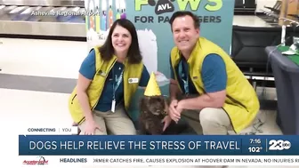 Your Health Matters: Dogs help relieve the stress of travel