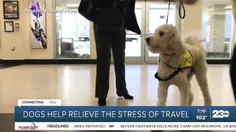 Your Health Matters: Dogs help relieve the stress of travel