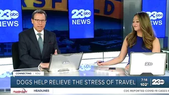 Your Health Matters: Dogs help relieve the stress of travel