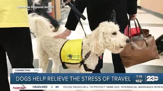 Your Health Matters: Dogs help relieve the stress of travel