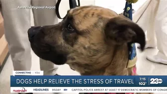 Your Health Matters: Dogs help relieve the stress of travel