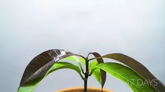 Growing MANGO Tree From Seed - ONE YEAR Time Lapse