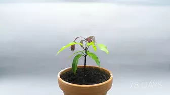 Growing MANGO Tree From Seed - ONE YEAR Time Lapse