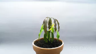 Growing MANGO Tree From Seed - ONE YEAR Time Lapse