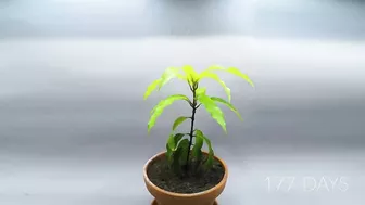 Growing MANGO Tree From Seed - ONE YEAR Time Lapse