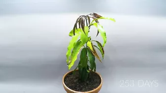 Growing MANGO Tree From Seed - ONE YEAR Time Lapse