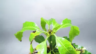 Growing MANGO Tree From Seed - ONE YEAR Time Lapse