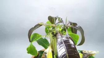 Growing MANGO Tree From Seed - ONE YEAR Time Lapse