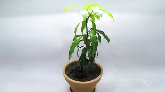 Growing MANGO Tree From Seed - ONE YEAR Time Lapse