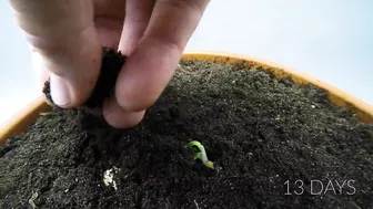 Growing MANGO Tree From Seed - ONE YEAR Time Lapse