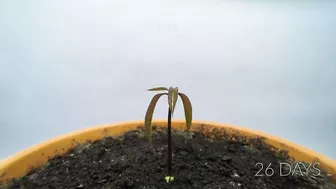 Growing MANGO Tree From Seed - ONE YEAR Time Lapse