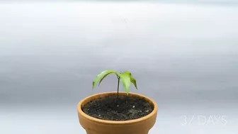 Growing MANGO Tree From Seed - ONE YEAR Time Lapse