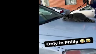 GOING VIRAL: Man becomes Instagram attraction after video shows him walking pet raccoon on leash