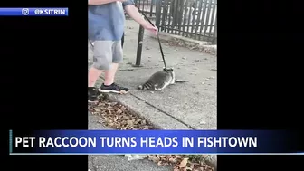 GOING VIRAL: Man becomes Instagram attraction after video shows him walking pet raccoon on leash