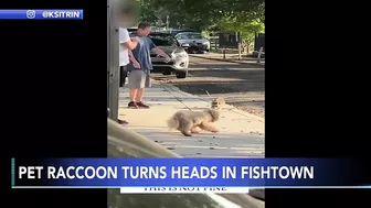 GOING VIRAL: Man becomes Instagram attraction after video shows him walking pet raccoon on leash