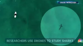 Some Beaches Begin To Use Drones As Shark Attacks Increase