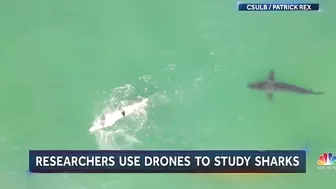 Some Beaches Begin To Use Drones As Shark Attacks Increase