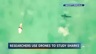 Some Beaches Begin To Use Drones As Shark Attacks Increase